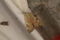 Noctua fimbriata/tirrenica