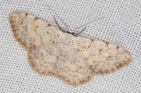 Scopula submutata roseonitens