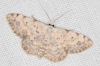 Scopula submutata roseonitens