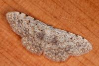 Scopula submutata roseonitens