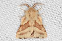 Malacosoma castrense