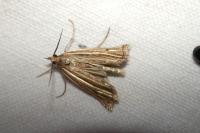 Ancylolomia tentaculella