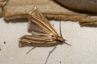 Ancylolomia tentaculella