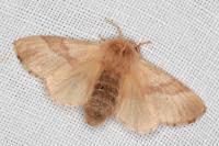 Malacosoma neustria