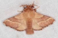 Malacosoma neustria