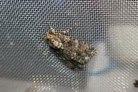 Acronicta rumicis