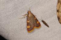 Hypsopygia costalis