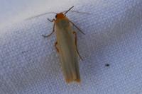 Manulea complana