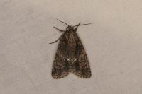 Acronicta rumicis