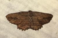Menophra abruptaria