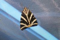 Euplagia quadripunctaria