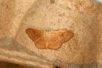 Idaea rubraria