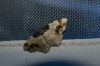Ligdia adustata