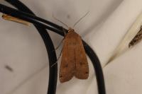 Noctua pronuba