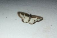 Lomaspilis marginata