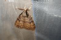 Lymantria dispar