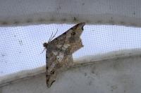 Macaria alternata