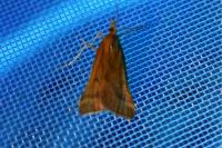 Synaphe punctalis