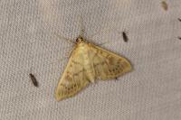 Patania ruralis