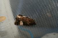 Tyta luctuosa