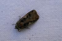 Xestia c-nigrum