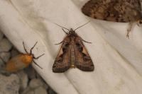Xestia c-nigrum