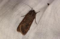 Peridroma saucia