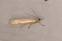Crambus cyrnellus