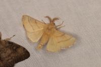 Malacosoma neustria