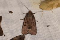 Amphipyra tragopoginis