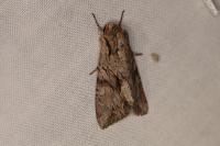Apamea monoglypha sardoa