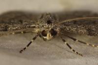 Pseudoterpna corsicaria