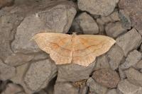Scopula imitaria