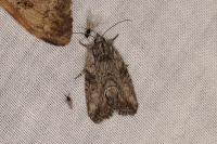 Bryophila raptricula