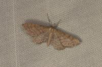 Idaea infirmaria