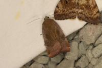 Noctua janthe/janthina