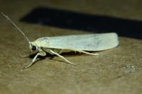 Indalia pygmaeola pallifrons