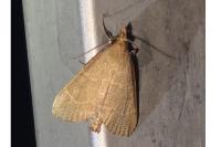 Hypsopygia incarnatalis
