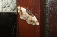 Ligdia adustata