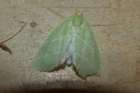 Bena bicolorana