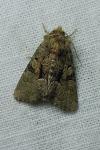 Oligia latruncula