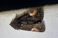 Aedia funesta
