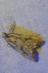 Catoptria falsella