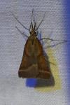 Synaphe punctalis