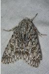 Acronicta aceris
