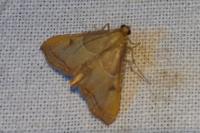 Endotricha flammealis
