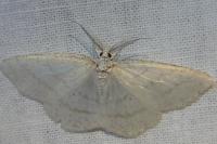 Cabera pusaria