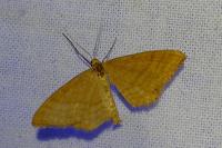 Idaea ochrata