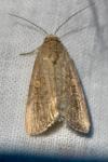 Spodoptera exigua