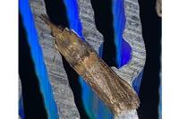 Etiella zinckenella